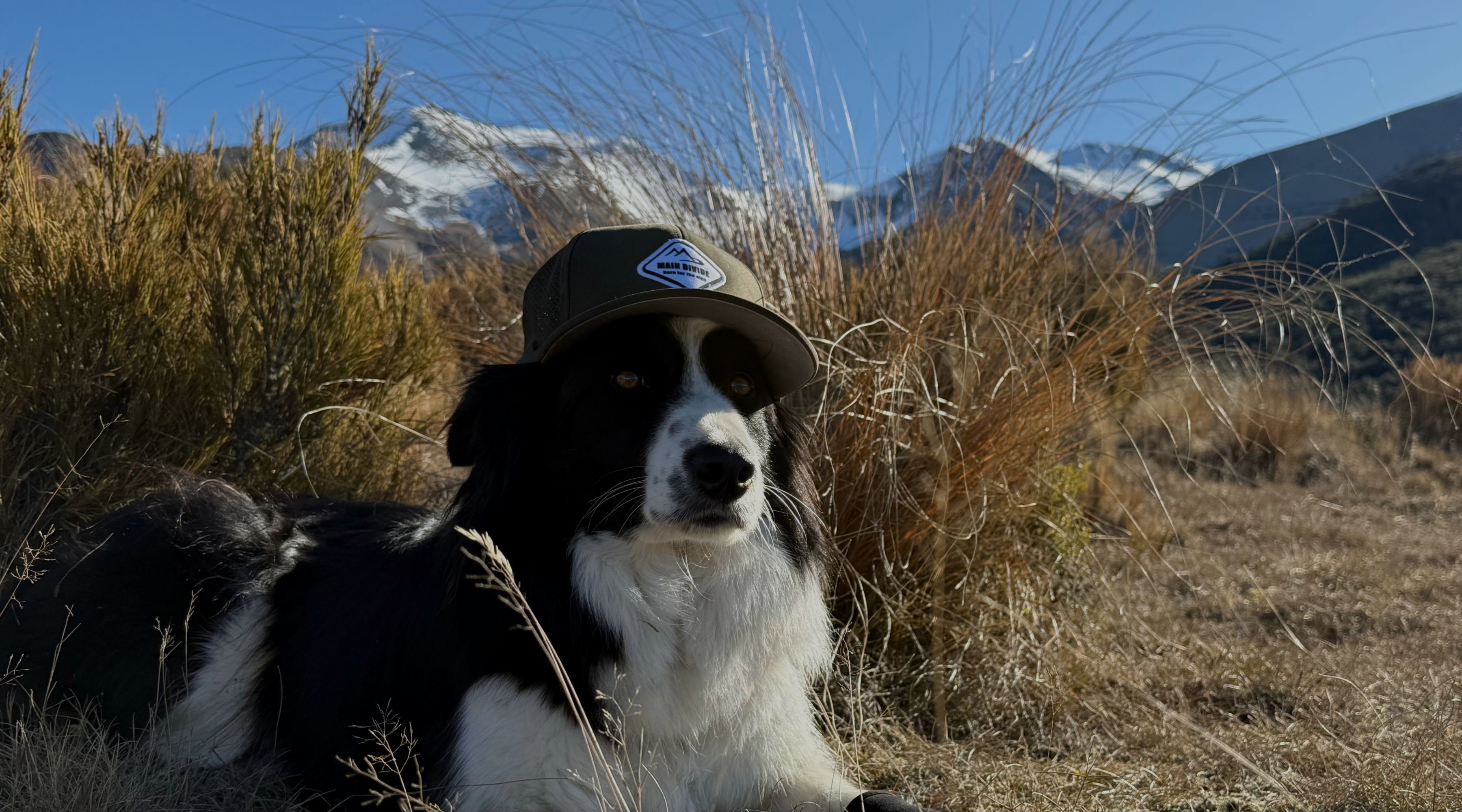 Main Divide Apparel dog wearing branded cap in New Zealand backcountry
