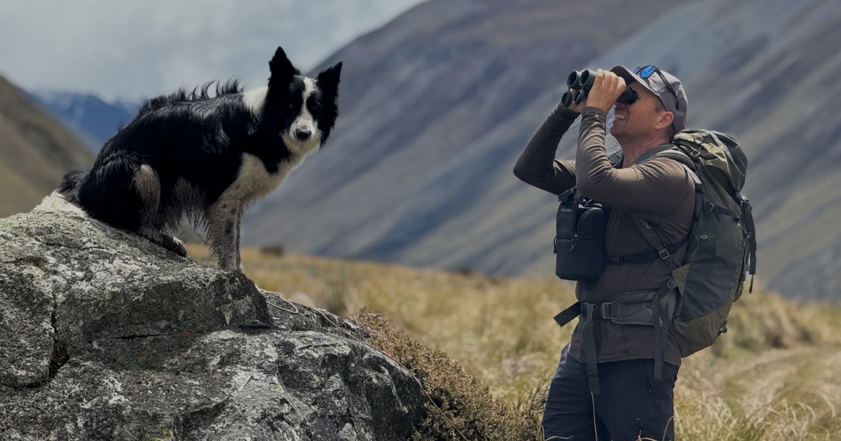 Adult using binoculars in the New Zealand backcountry while a black-and-white dog stands on a rock, with tussock hills and mountains in the background.